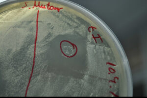 Bacteria S.dentisani (FISABO)